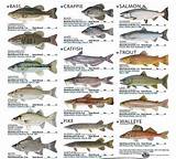Pictures of Freshwater Fish In Texas