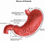Pictures of Low Stomach Acid Symptoms Mayo Clinic