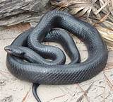 Images of Ga Garden Snakes