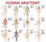 Anatomy Diagrams For Medical Students Photos