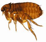 Images of Pest Control For Fleas In The Home