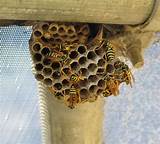 Photos of Hornet Vs Wasp