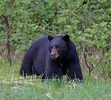 Photos of Bear Outfitters In Maine