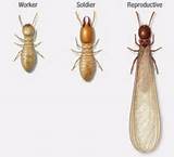 Pictures of Termite Identification California
