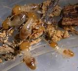 Photos of Post Treatment Termite Swarm