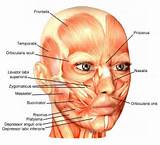 Facial Muscle Exercises Images