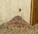 Morgan Termite Pictures