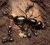 Carpenter Ants Nest Picture Images