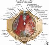Pelvic Floor Muscles Contraction Images