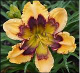 Images of Carpenter Daylilies