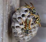 Wasp Removal Service Photos