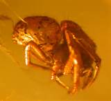 Pictures of Fossils In Amber