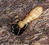 Termite Nymph Size Photos
