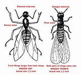 Termite Vs Carpenter Ant Pictures Pictures