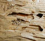 Organic Termite Control Pictures