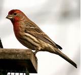 Large House Finch