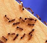 How To Get Rid Of White Ants In Furniture Images