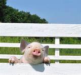 Pictures of Pig Proof Fence