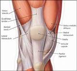 Kneecap Muscle Exercises Pictures
