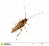 Images of White Cockroach