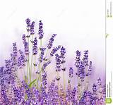 White And Lavender Flowers Photos