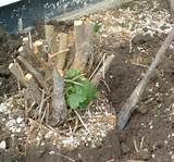 Removal Of Tree Stumps By Chemicals Photos