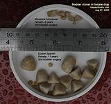 Dog Bladder Stones Surgery Recovery