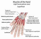 Wrist Tendon Injury Recovery Time Images