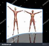 Human Anatomy Software Pictures