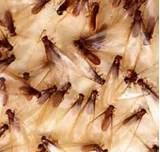 Termites Fly After Rain Images