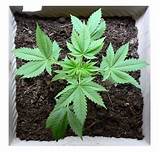 Images of Best Way To Grow Marijuana Outdoors