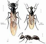 Images of Carpenter Ants Or Regular Ants
