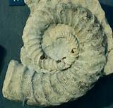 State Fossils Photos