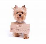Pet Insurance Routine Care