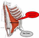 Photos of Transverse Muscle Exercises