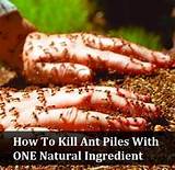 Killing Ants Outside Home Remedies
