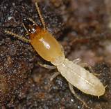 Subterranean Termite Pictures Images