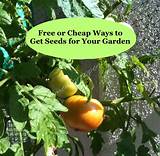 How To Get Free Seeds For Garden Images