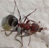 Little White Ants Florida Images