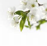Pictures of White Flower Art