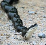 Black Rat Snake Images