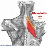 Exercises Rhomboids Images