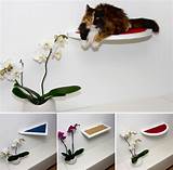 Hauspanther Cat Shelves Images