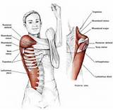 Fitness Exercises Neck And Shoulder Stretches Pictures