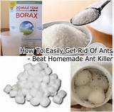 How To Get Rid Of White Ants In A Photos