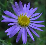 Images of Aster Flower Photo