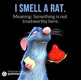 Smell A Rat Images