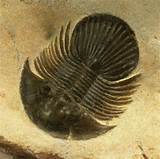 Pictures of Trilobite Fossils