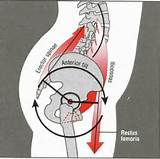 Rib Muscle Strengthening Images