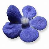 Royal Blue Edible Flowers Images
